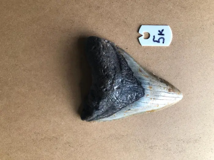 414InchMegalodonSharkTooth5K