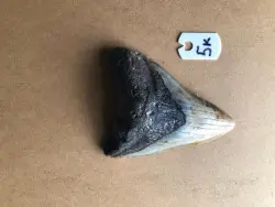 4 1/4" Inch Megalodon Shark Tooth #5K ** Please read details on Shipping inside!** - Product Image