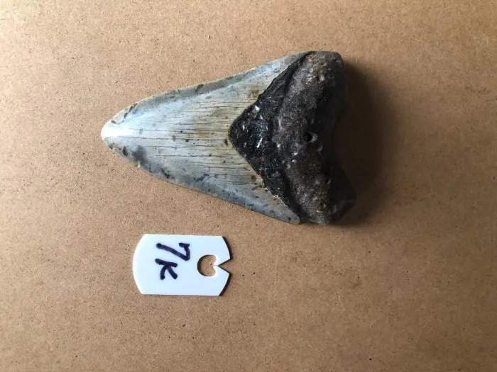 334InchMegalodonSharkTooth7K
