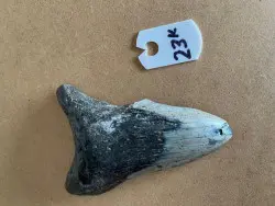 2 13/16" Inch Megalodon Shark Tooth #23K ** Please read details on Shipping inside!** - Product Image