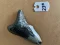 2 13/16" Inch Megalodon Shark Tooth #23K ** Please read details on Shipping inside!**