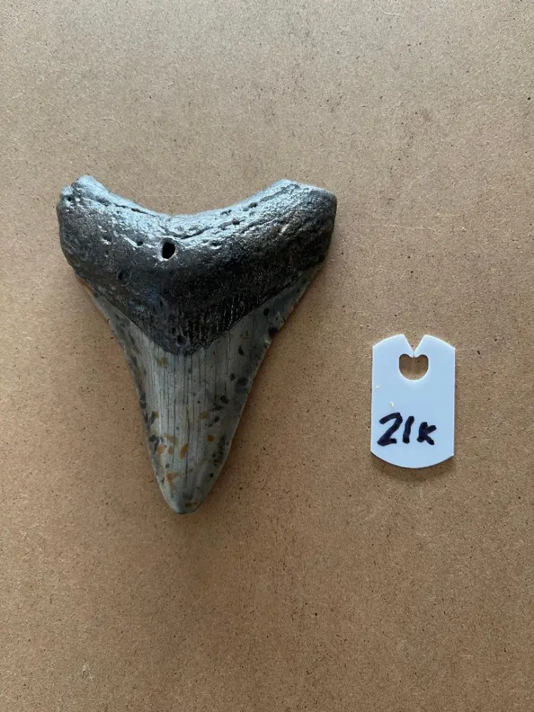 312InchMegalodonSharkTooth21K