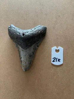 3 1/2" Inch Megalodon Shark Tooth #21K ** Please read details on Shipping inside!** - Product Image