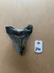3 1/2" Inch Megalodon Shark Tooth #21K ** Please read details on Shipping inside!**