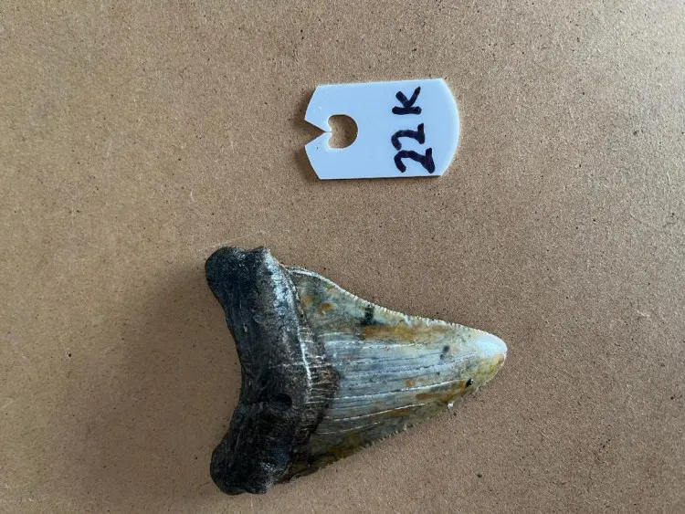 31516InchMegalodonSharkTooth22K