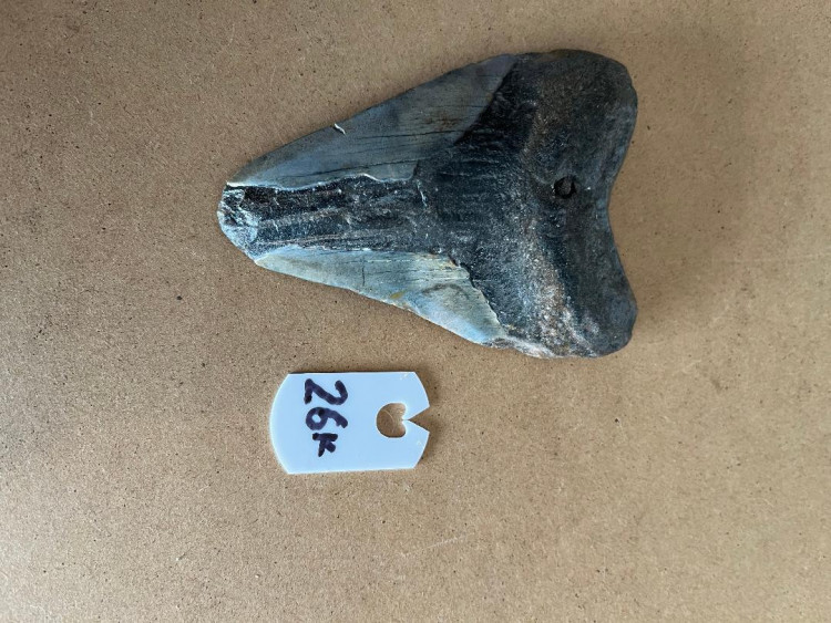378InchMegalodonSharkTooth26K