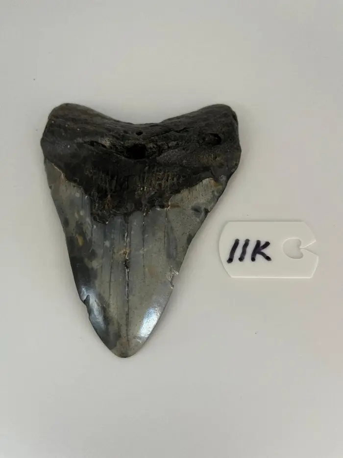 414InchMegalodonSharkTooth11K