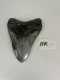 4 1/4" Inch Megalodon Shark Tooth #11K ** Please read details on Shipping inside!**