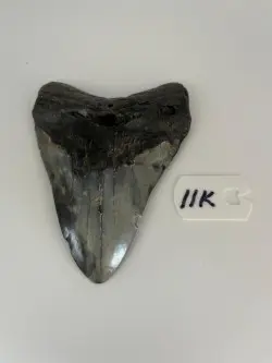 4 1/4" Inch Megalodon Shark Tooth #11K ** Please read details on Shipping inside!** - Product Image