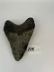 4 1/4" Inch Megalodon Shark Tooth #11K ** Please read details on Shipping inside!**