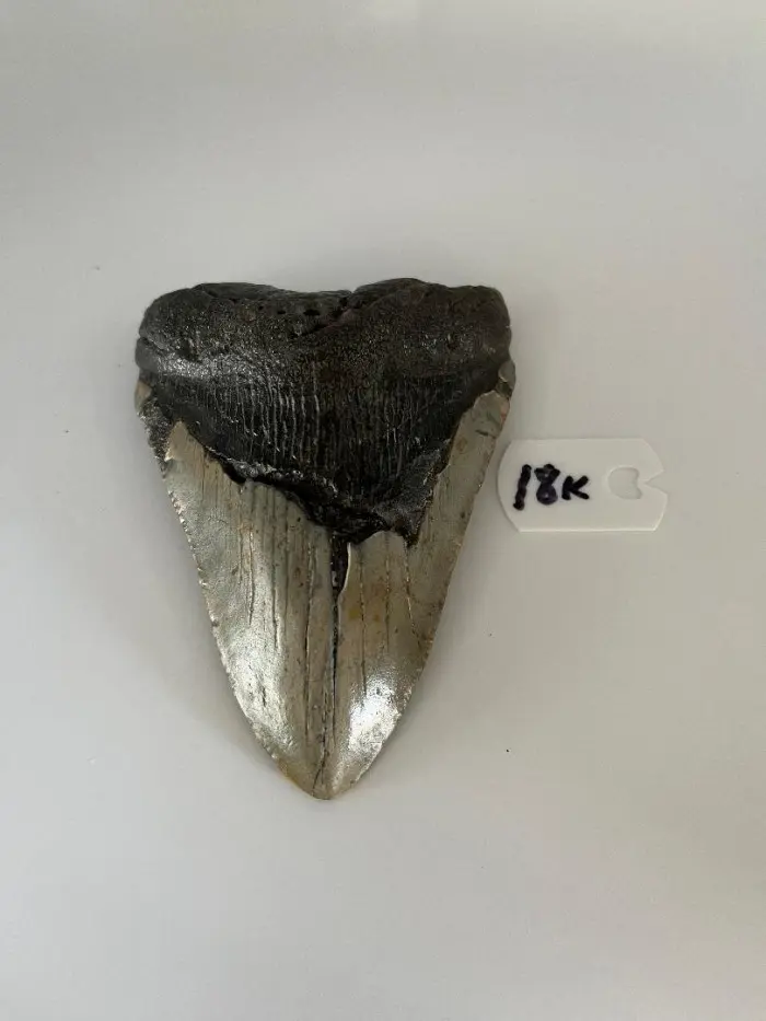 414InchMegalodonSharkTooth18K