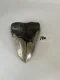 4 1/4" Inch Megalodon Shark Tooth #18K ** Please read details on Shipping inside!**