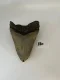 4 1/4" Inch Megalodon Shark Tooth #18K ** Please read details on Shipping inside!**