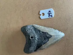 4 1/4" Inch Megalodon Shark Tooth #24K ** Please read details on Shipping inside!** - Product Image