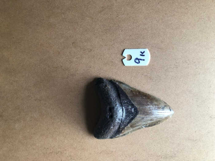 414InchMegalodonSharkTooth9K