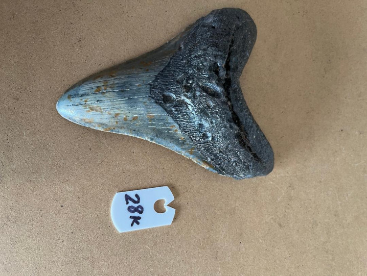 434InchMegalodonSharkTooth28K