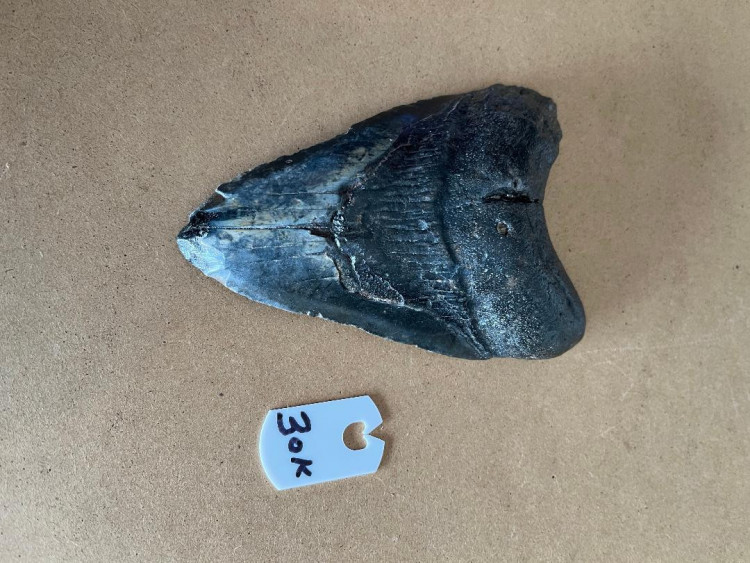 434InchMegalodonSharkTooth30K