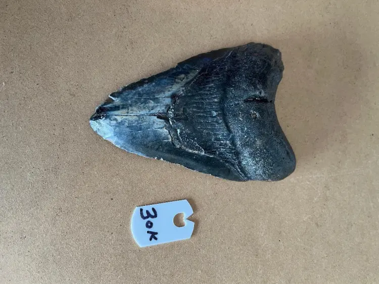 434InchMegalodonSharkTooth30K
