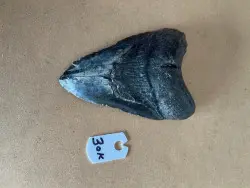 4 3/4" Inch Megalodon Shark Tooth #30K ** Please read details on Shipping inside!** - Product Image