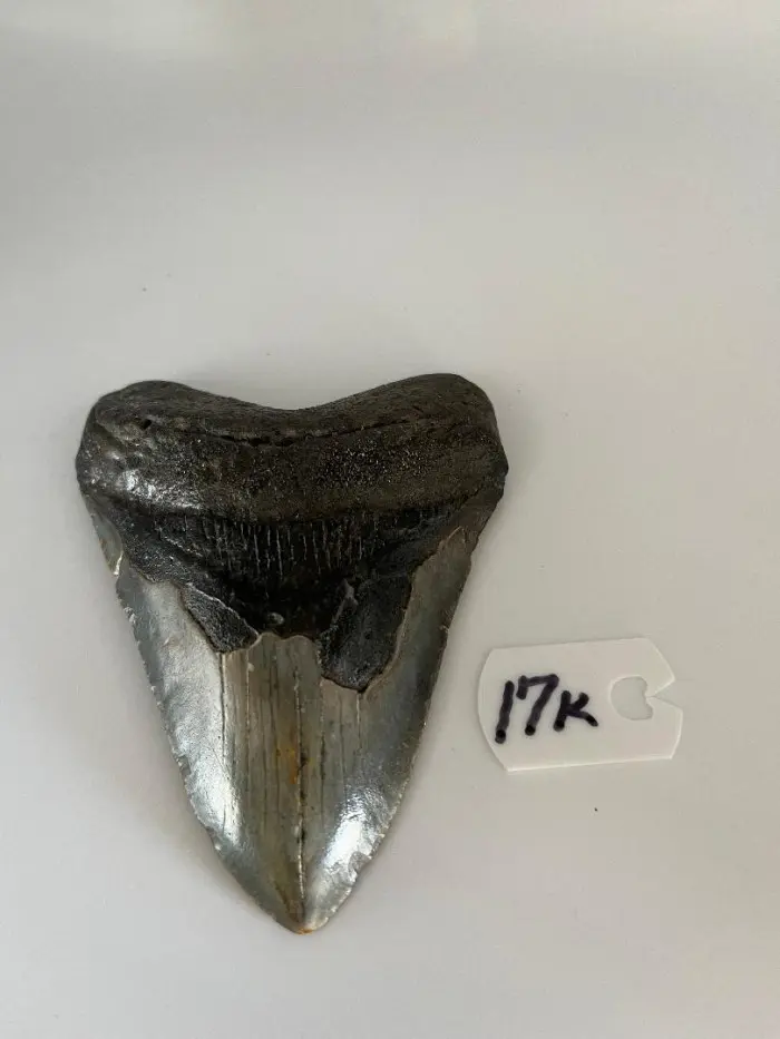 438InchMegalodonSharkTooth17K