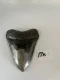 4 3/8" Inch Megalodon Shark Tooth #17K ** Please read details on Shipping inside!**
