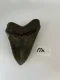 4 3/8" Inch Megalodon Shark Tooth #17K ** Please read details on Shipping inside!**