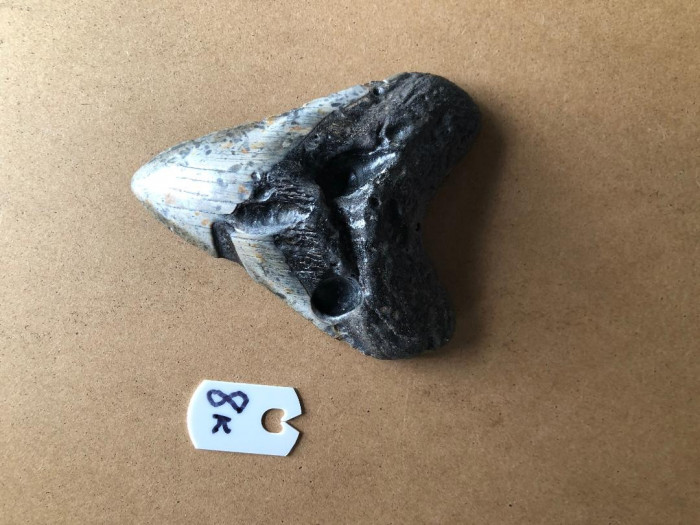 438InchMegalodonSharkTooth8K