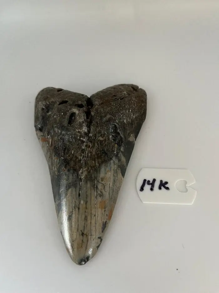 458InchMegalodonSharkTooth14K