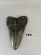 4 5/8" Inch Megalodon Shark Tooth #14K ** Please read details on Shipping inside!**