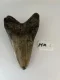 4 5/8" Inch Megalodon Shark Tooth #14K ** Please read details on Shipping inside!**