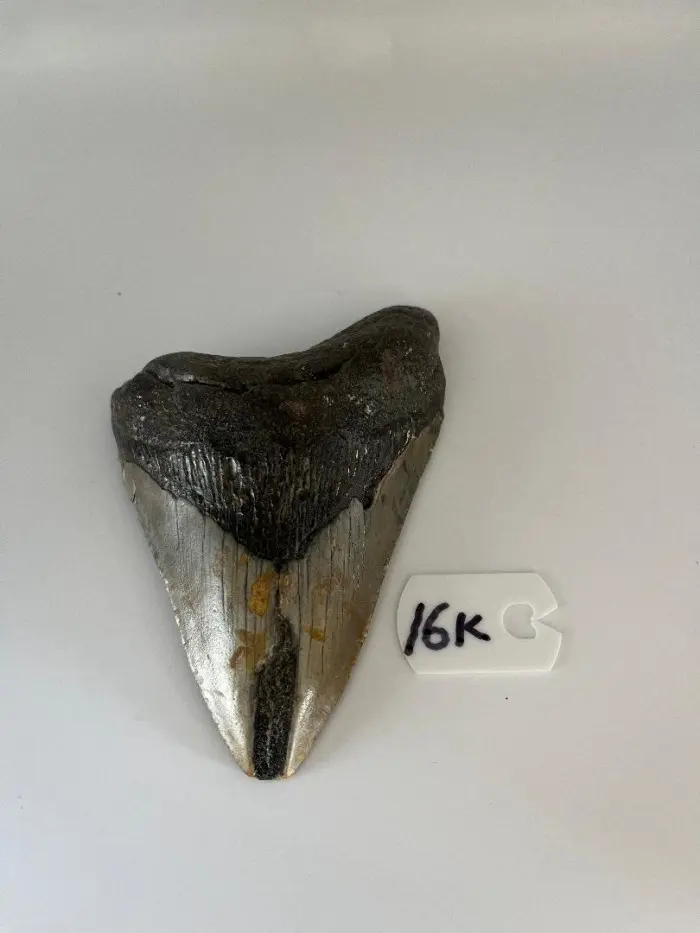 458InchMegalodonSharkTooth16K