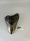 4 5/8" Inch Megalodon Shark Tooth #16K ** Please read details on Shipping inside!**