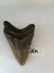 4 5/8" Inch Megalodon Shark Tooth #16K ** Please read details on Shipping inside!**