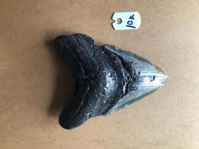 534InchMegalodonSharkTooth10KVeryLargeThickTooth