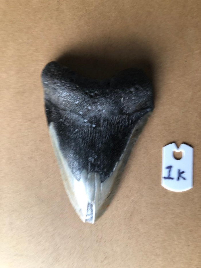 5InchMegalodonSharkTooth1K
