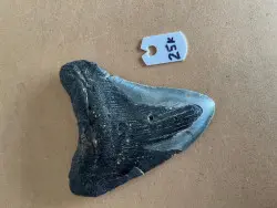 5.0" Inch Megalodon Shark Tooth #25K ** Please read details on Shipping inside!** - Product Image
