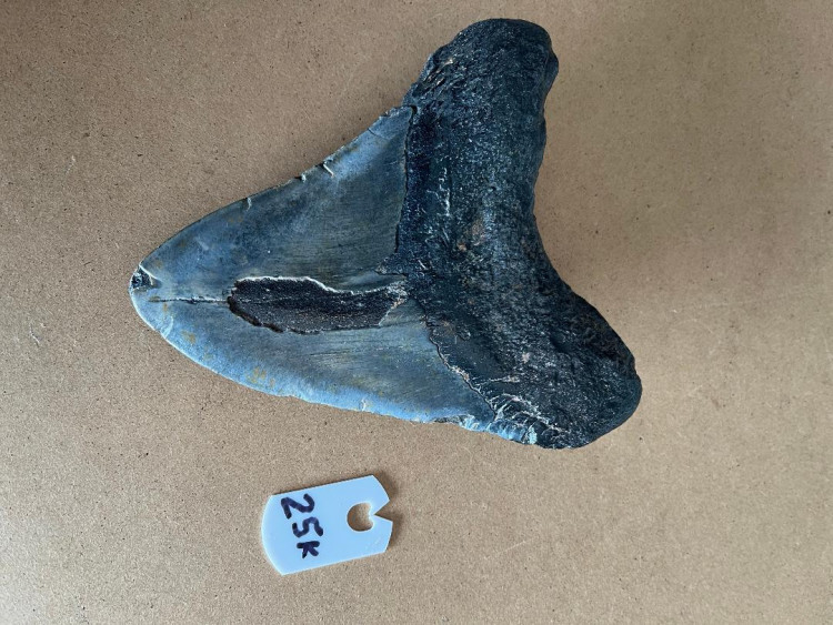 5.0" Inch Megalodon Shark Tooth 25K ** Please read details on Shipping