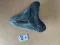 5.0" Inch Megalodon Shark Tooth #25K ** Please read details on Shipping inside!**
