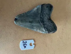 5.0" Inch Megalodon Shark Tooth #27K ** Please read details on Shipping inside!** - Product Image