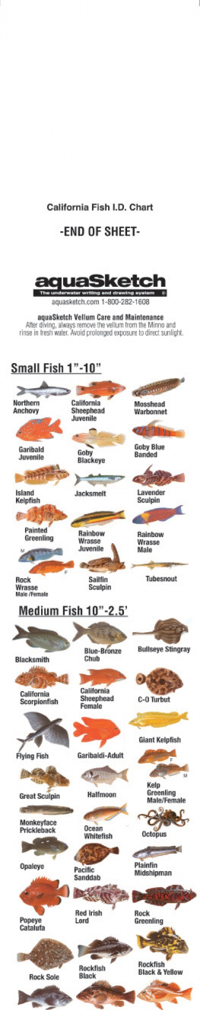 AquaSketchPackOf4ColorFishIDsScrollCarribbeanCAFLHiScrolls