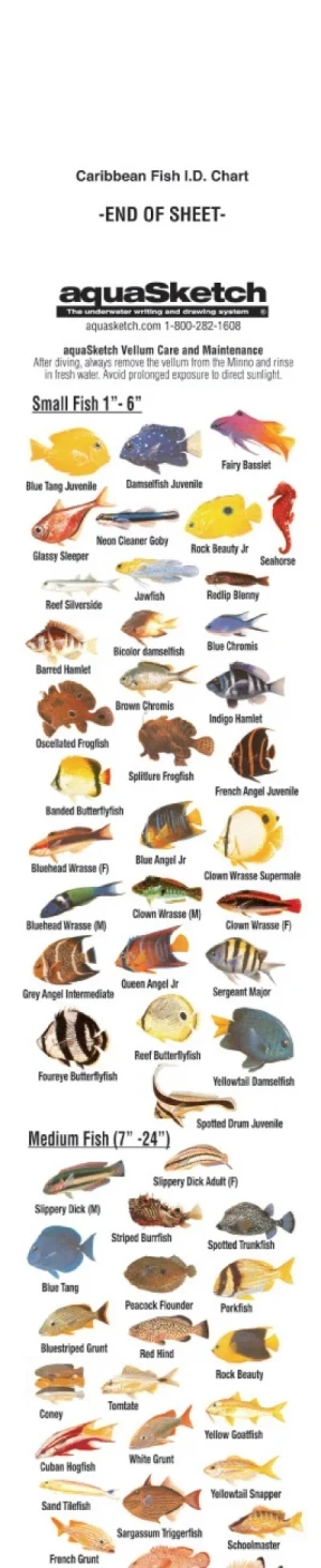 AquaSketch Single Color Caribbean ID Scroll - Product Image