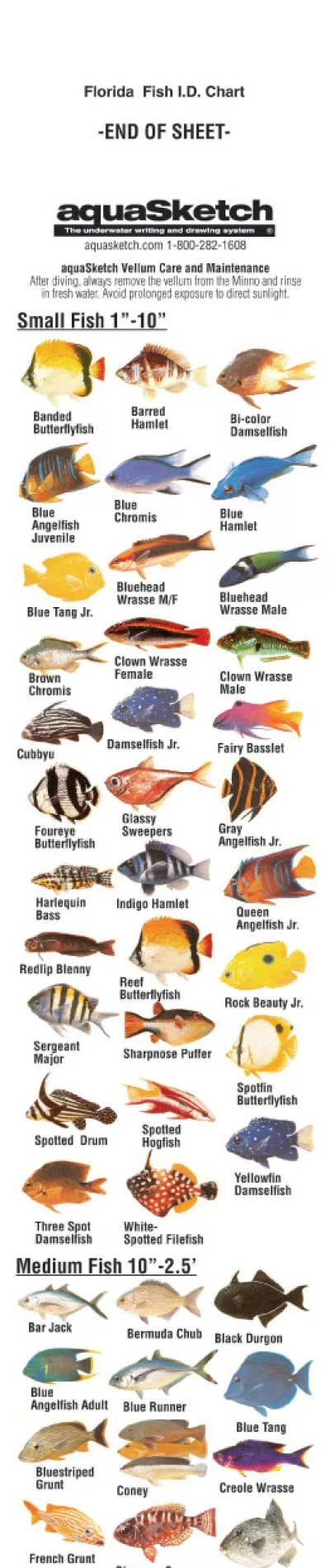 AquaSketchSingleColorFlordiaIDScroll