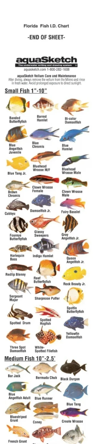 AquaSketch Single Color Flordia ID Scroll - Product Image