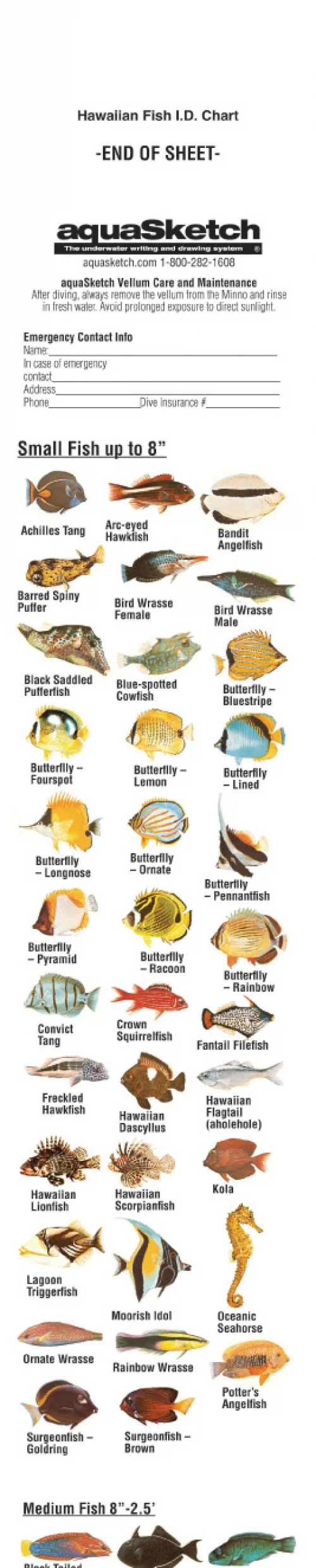 AquaSketchSingleColorHawaiilanIDScroll