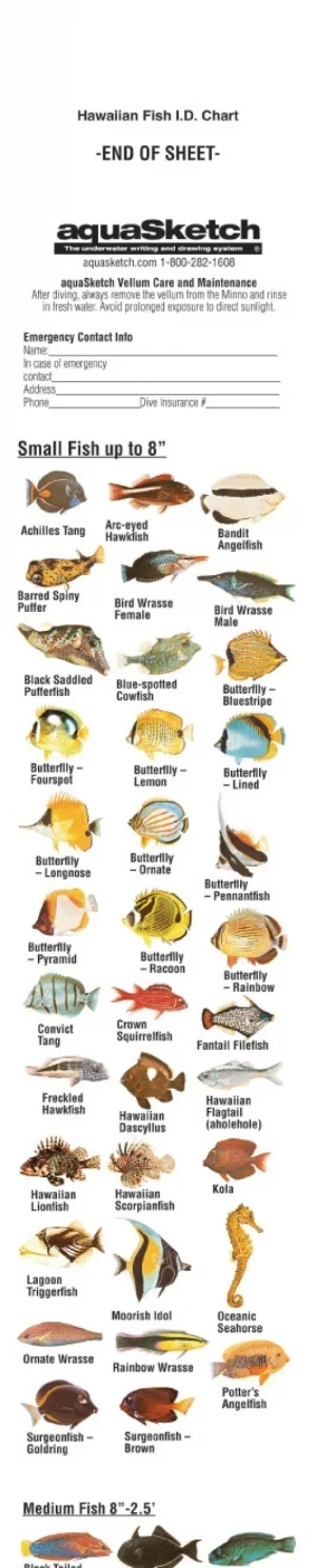 AquaSketch Single Color Hawaiilan ID Scroll - Product Image