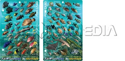 FloridaKeysCaribbeanFishID3DDiveMAP